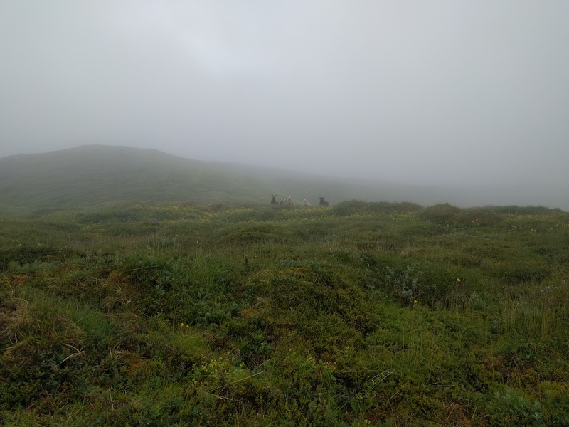 more mountain sheep