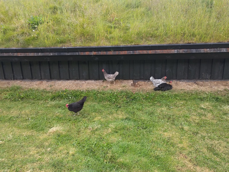 chickens, but not of the
type that I have studied in the past